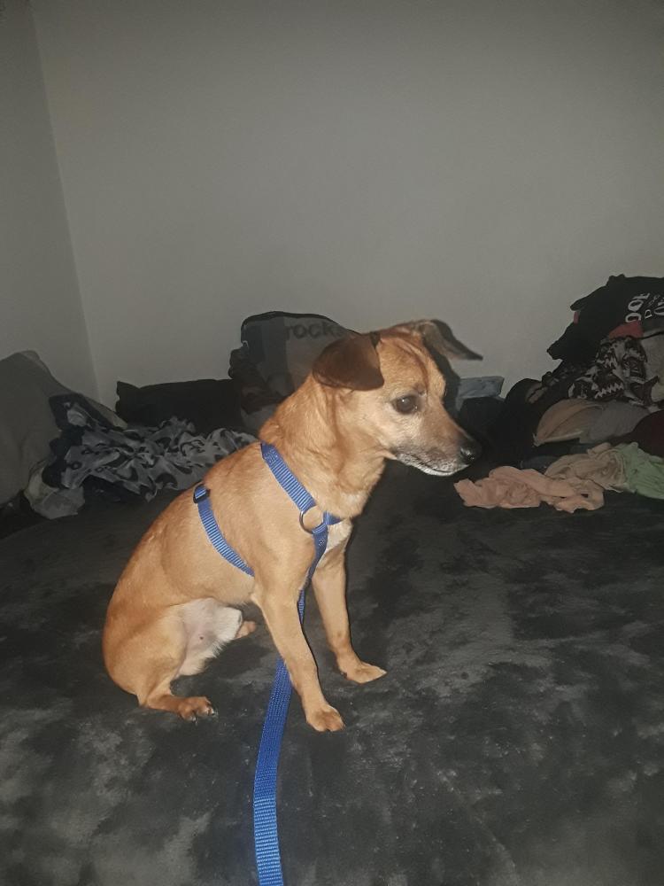 lost-found-dogs-cats-and-pets-in-arizona-86442-page-1-pawboost