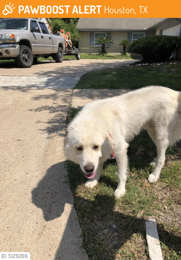 Found Stray Dog In Houston TX 77084 ID 5129206 PawBoost found-stray-dog-in-houston-tx-77084-id-5129206-pawboost