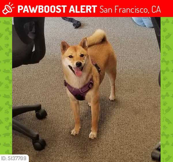 Lost Female Dog In San Francisco Ca 94112 Named Takkum Id