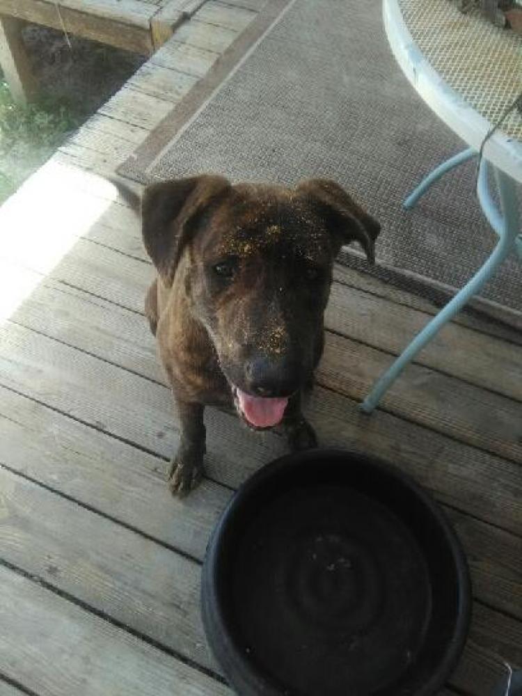 Lost & Found Dogs, Cats, and Pets in Florida 34433 Page 1 PawBoost