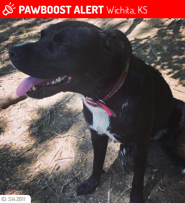 Lost Female Dog in Wichita, KS 67216 Named Flore (ID: 5142011) | PawBoost