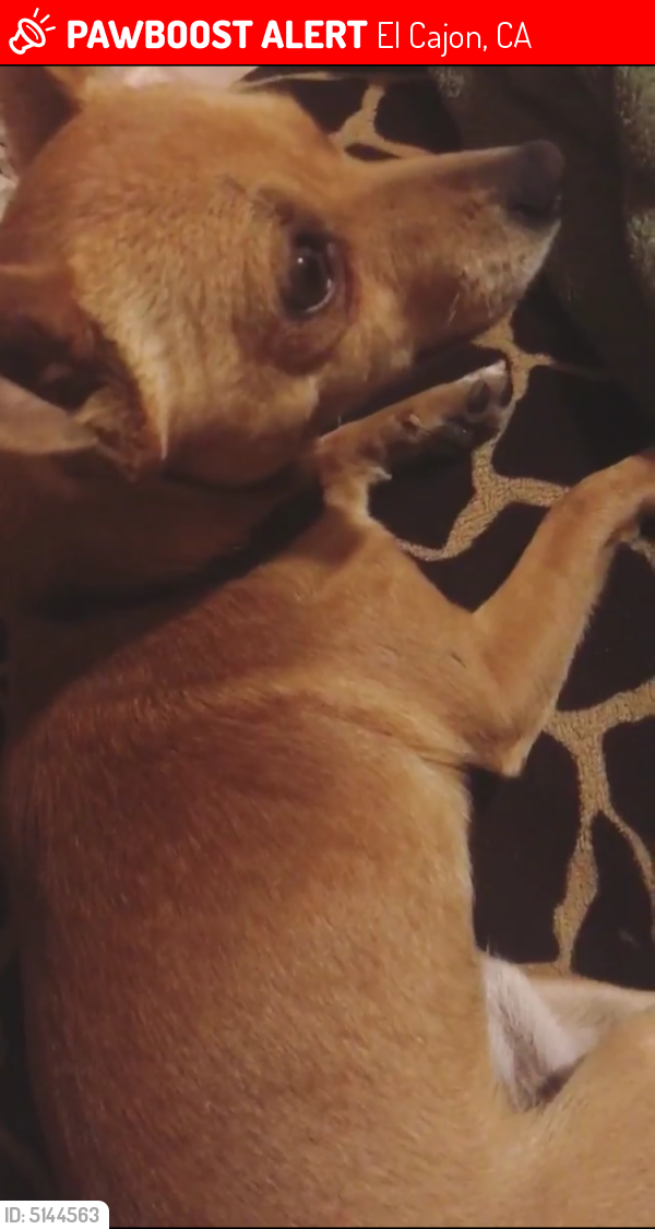 Lost Male Dog in El Cajon, CA 92020 Named Chiquito (ID: 5144563) | PawBoost
