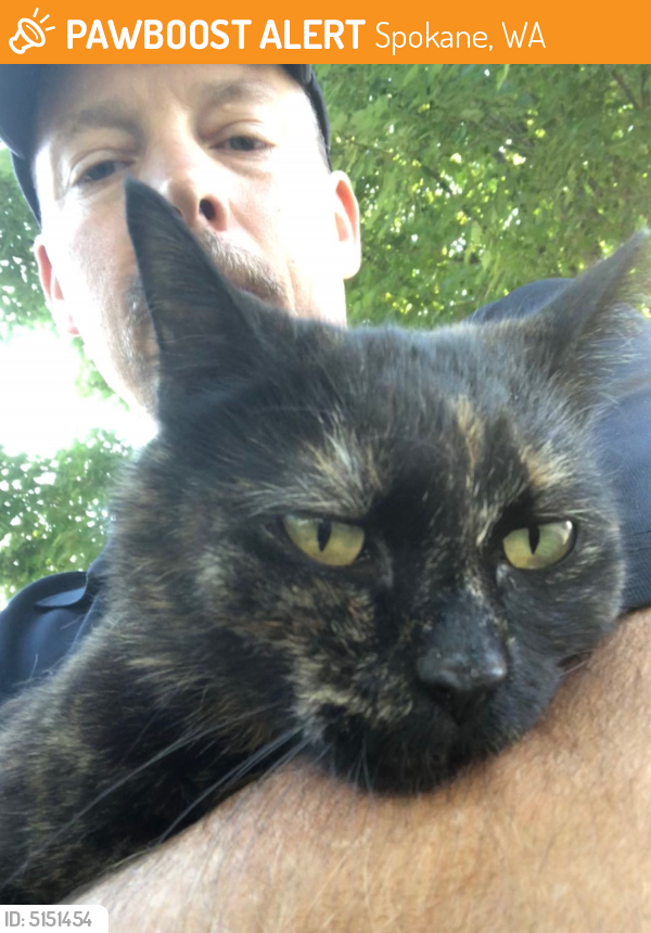 Found/Stray Cat in Spokane, WA 99201 (ID 5151454) PawBoost