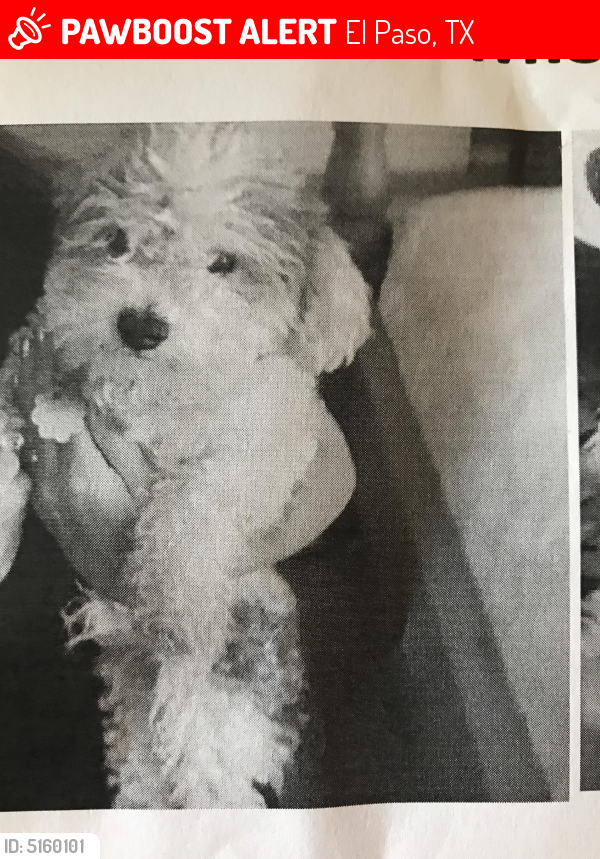 Lost Male Dog In El Paso Tx 79936 Named Chacky Id 5160101 Pawboost