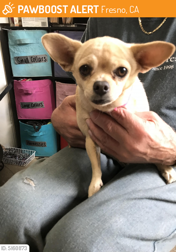 Found/Stray Female Dog in Fresno, CA 93726 (ID 5160873) PawBoost