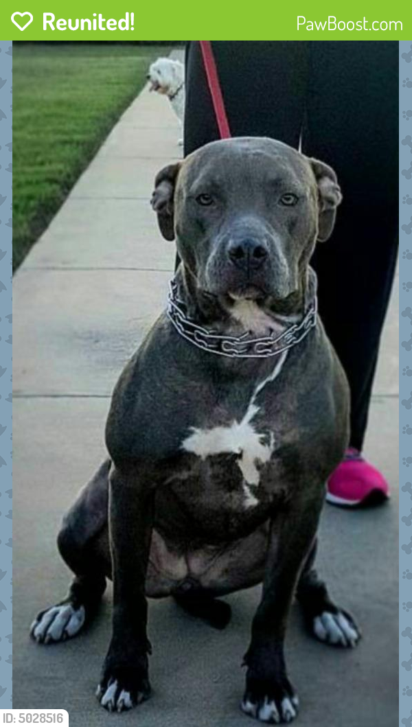 Reunited Female Dog in Fort Worth, TX 76112 (ID 5028516) PawBoost