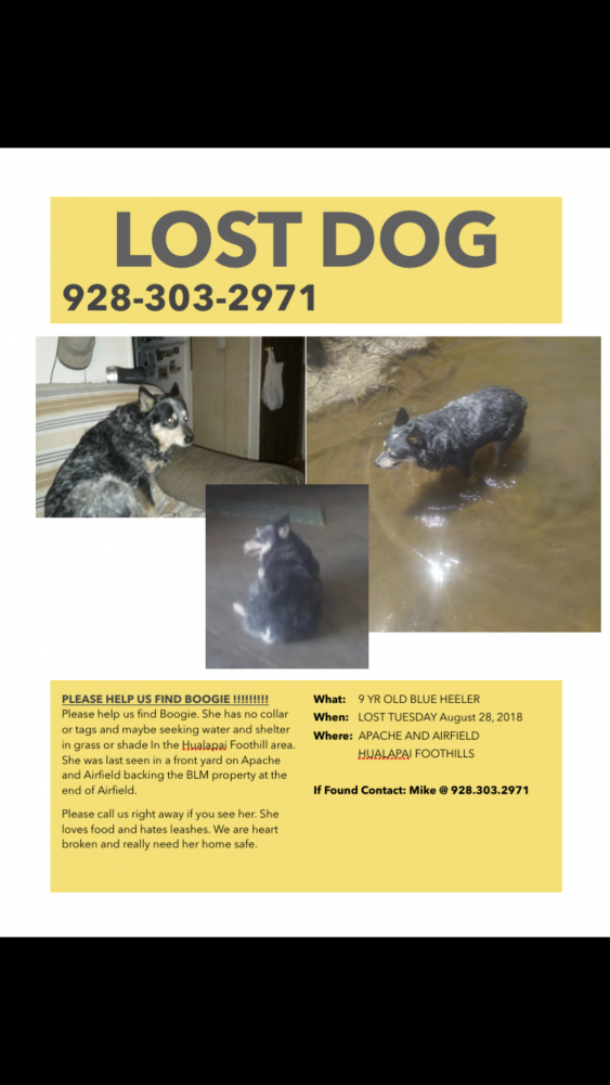 Lost & Found Dogs, Cats, and Pets in Arizona 86409 Page 1 PawBoost