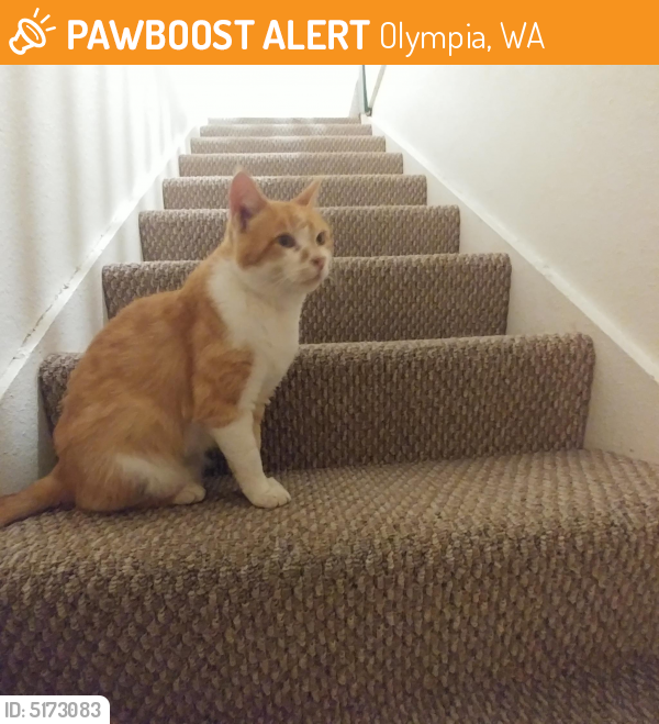 Found Stray Cat  in Olympia  WA  98506 ID 5173083 PawBoost