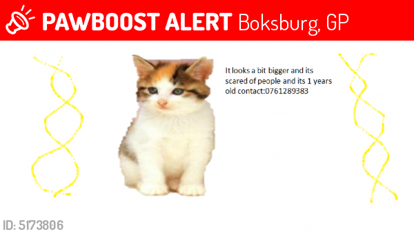 Lost Female Cat In Boksburg Gp Named Aki Id 5173806 Pawboost