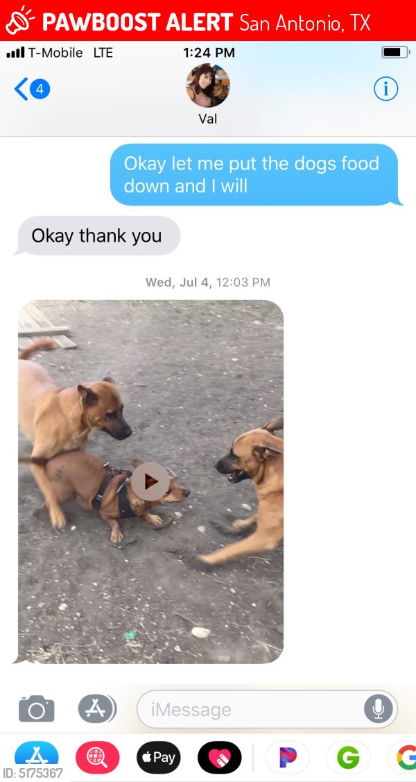 missing dogs near me