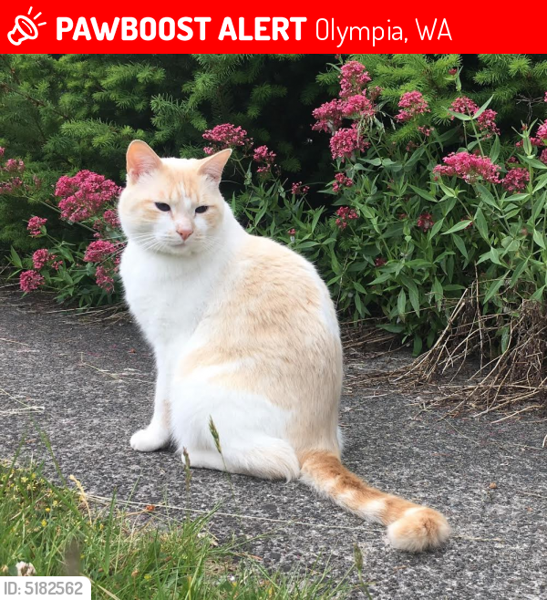 Lost Male Cat  in Olympia  WA  98502 Named Howie ID 