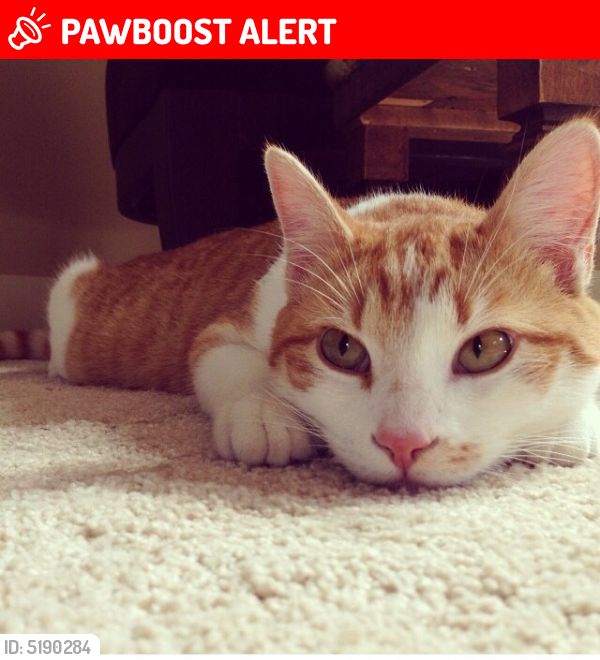 Lost Male Cat in Snohomish County, WA 98012 Named Charlie (ID: 5190284) | PawBoost