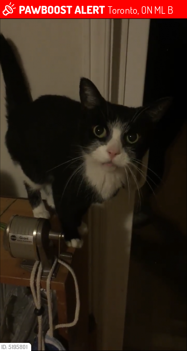 lost cat scarborough