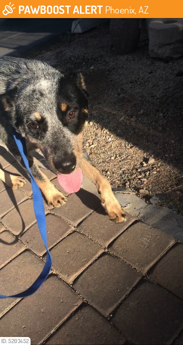 Found/Stray Dog in Phoenix, AZ 85051 (ID 5203452) PawBoost