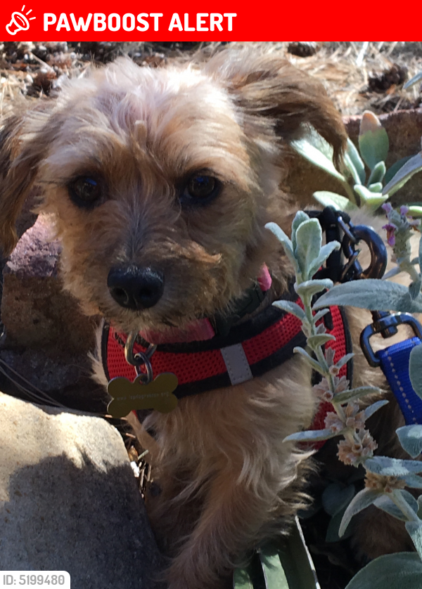 Lost Female Dog in Los Ranchos de Albuquerque, NM 87114 Named Bridget