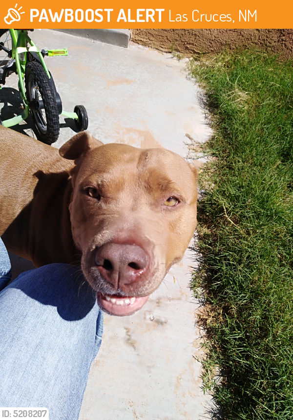 Rehomed Female Dog in Las Cruces, NM 88012 (ID 5208207) PawBoost