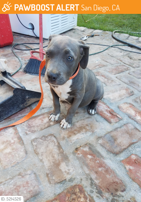 found dog san diego found dog san diego