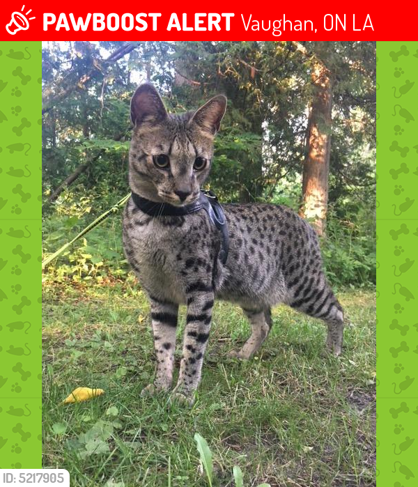 anti nausea medicine for dogs