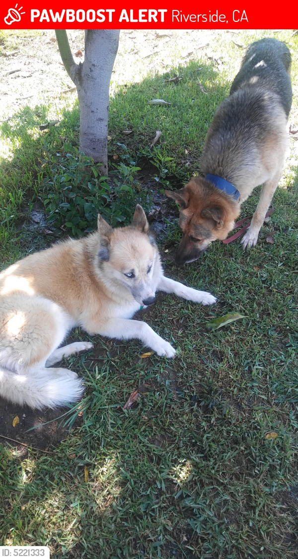 Lost Female Dog In Riverside Ca 92503 Named Nana Id