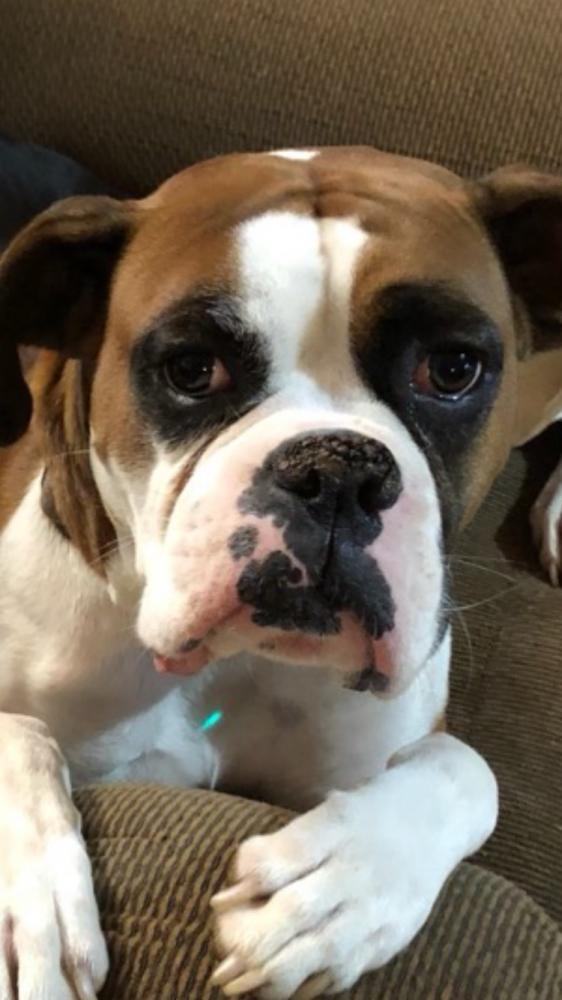 Lost & Found Dogs, Cats, and Pets in Lynchburg, VA 24503 Page 1