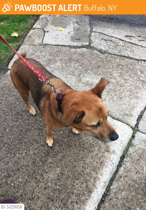 Found/Stray Dog in Buffalo, NY 14214 (ID: 5221650) | PawBoost