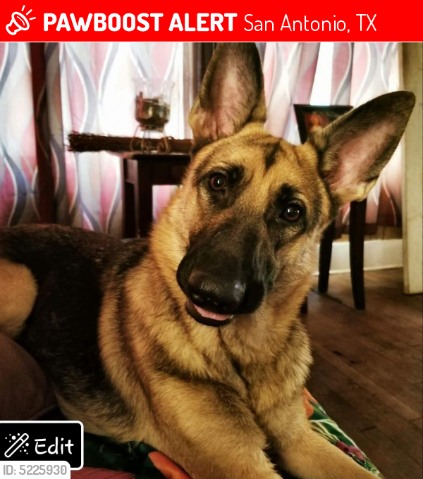 Lost Female Dog in San Antonio, TX 78201 Named Luna (ID: 5225930) | PawBoost