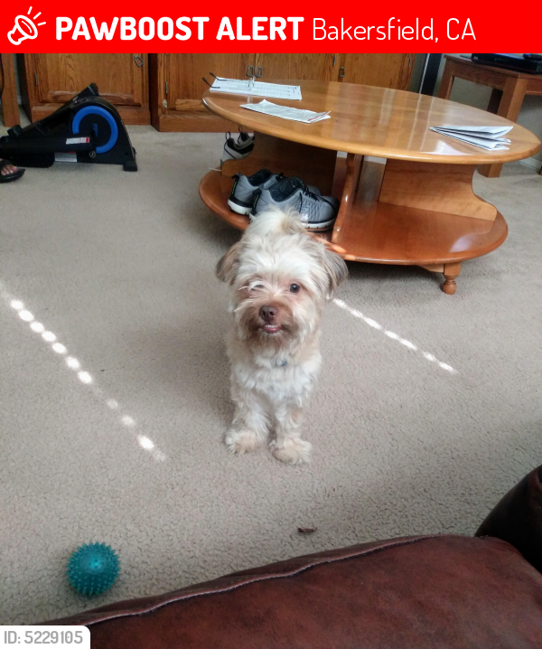 Lost Male Dog in Bakersfield, CA 93304 Named Toby (ID: 5229105) | PawBoost