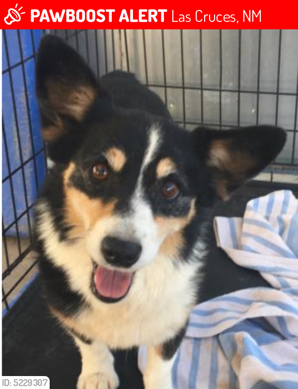 Lost Female Dog in Las Cruces, NM 88011 Named Starfire (ID 5229307