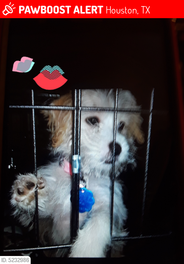 Lost Female Dog in Houston, TX 77008 Named Little (ID 5232986) PawBoost
