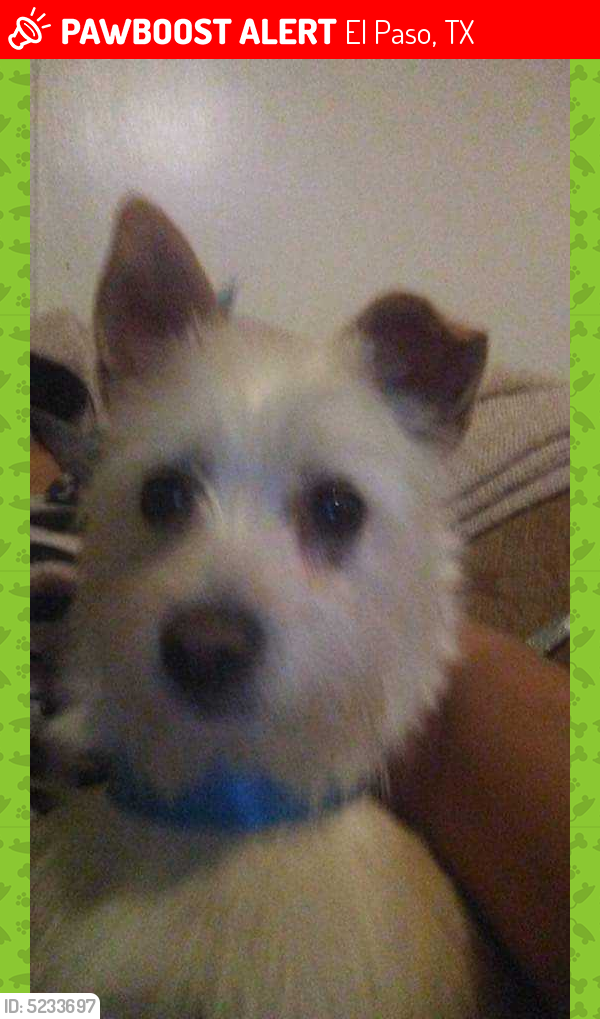 Lost Female Dog in El Paso, TX 79924 Named Dorothy (ID ...