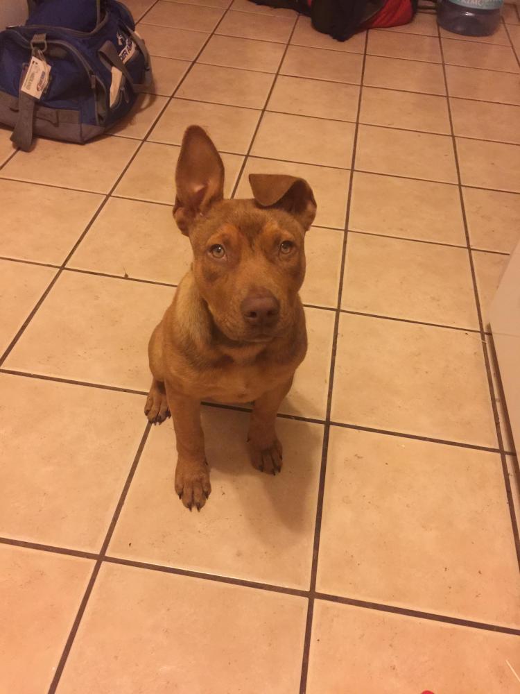 Lost & Found Dogs, Cats, and Pets in Lubbock, TX 79403 - Page 1 | PawBoost