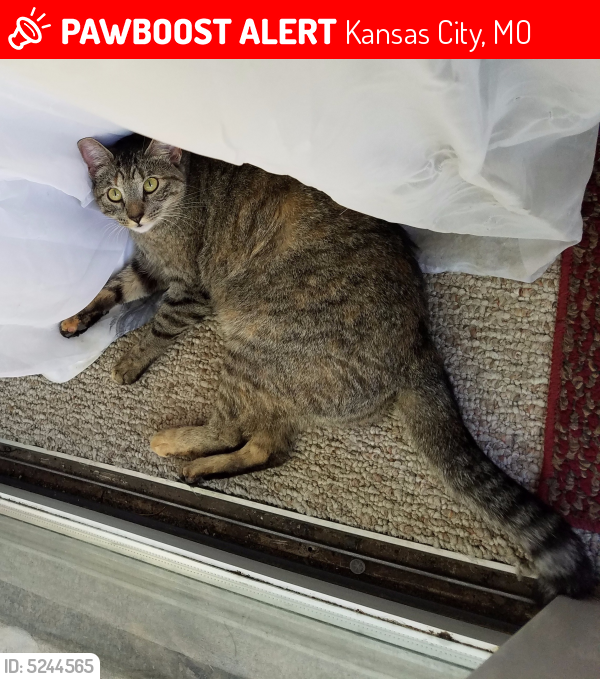 Lost Female Cat in Kansas City, MO 64151 Named Chainsaw (ID 5244565