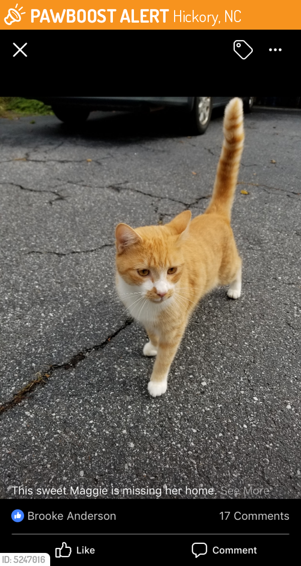 Found/Stray Cat in Hickory, NC 28602 (ID 5247016) PawBoost