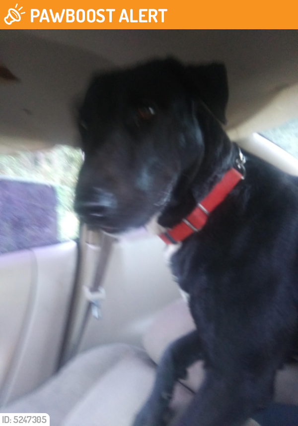 Found/Stray Male Dog in Anderson County, SC 29626 (ID 5247305) PawBoost