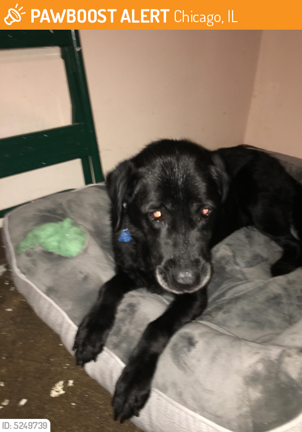 found dog chicago found dog chicago
