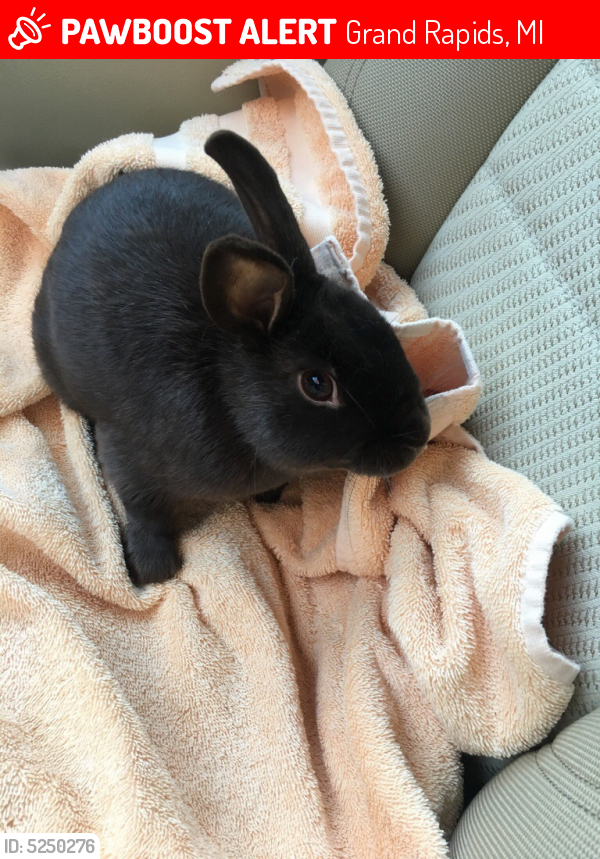 Lost Male Rabbit in Grand Rapids, MI 49546 Named Coco (ID 5250276