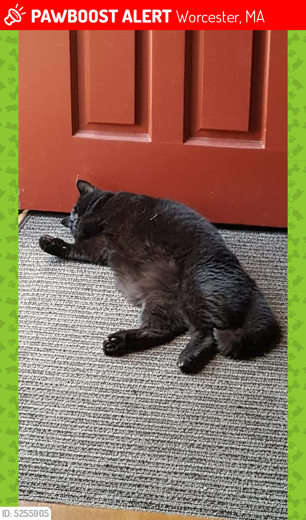 Lost Male Cat in Worcester, MA 01604 Named Buddy (ID 5255905) PawBoost