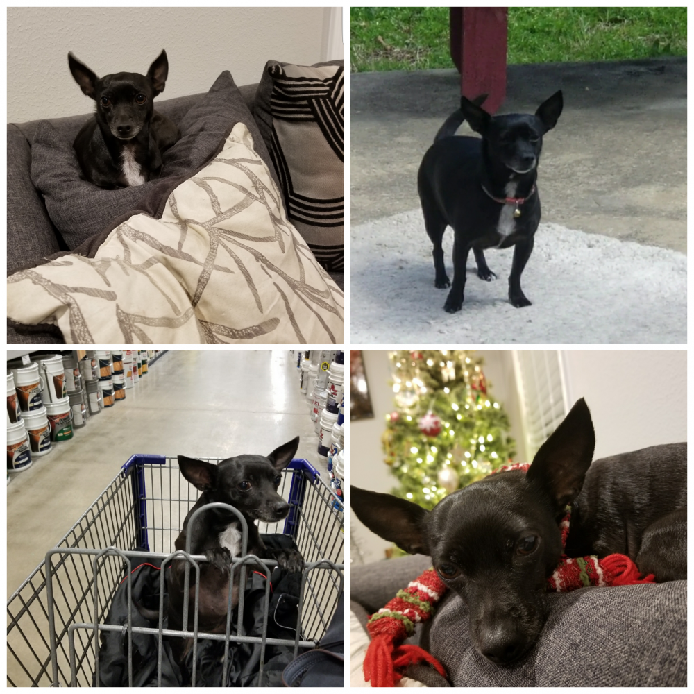 Lost & Found Dogs, Cats, and Pets in Jonesboro, AR 72401 Page 1