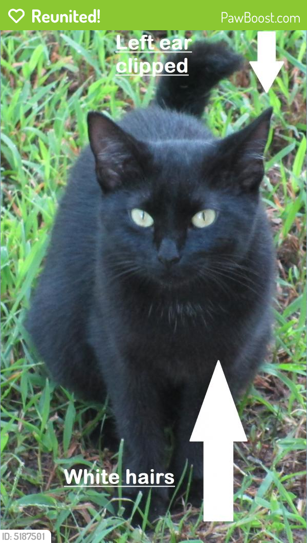 Reunited Female Cat In Durham Nc 27707 Id 5187501 Pawboost