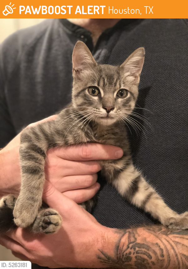 Rehomed Male Cat in Houston, TX 77008 (ID 5263181) PawBoost