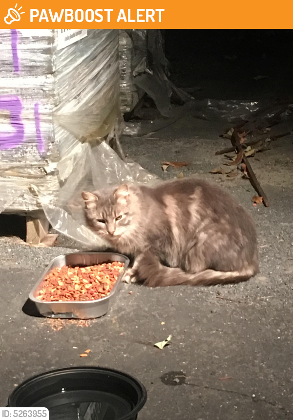 Found/Stray Male Cat in Hillsborough Township, NJ 08844 (ID 5263955