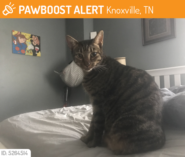 Found/Stray Cat in Knoxville, TN 37921 (ID 5264514) PawBoost