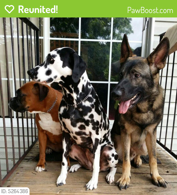 Reunited Female Dog in Zephyrhills South, FL 33542 (ID 5264386) PawBoost