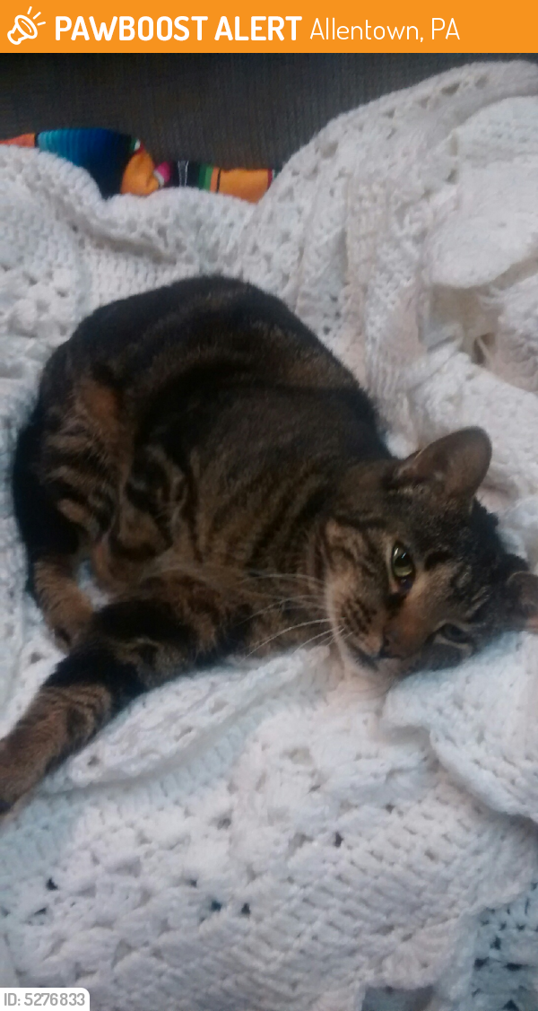 Rehomed Female Cat in Allentown, PA 18103 (ID 5276833) PawBoost