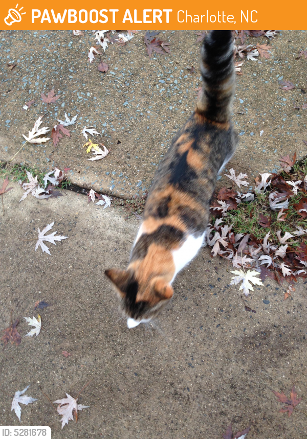 Found/Stray Female Cat in Charlotte, NC 28273 (ID 5281678) PawBoost