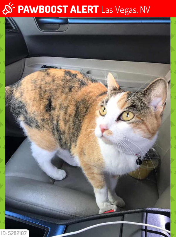 Lost Female Cat in Las Vegas, NV 89121 Named Betsey (ID 5282107