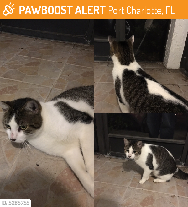Rehomed Male Cat in Port Charlotte, FL 33948 (ID 5285755) PawBoost