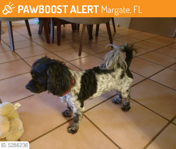 Rehomed Female Dog in Margate, FL 33068 (ID 5286236