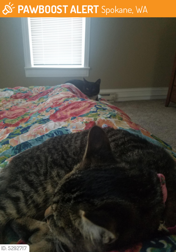 Found/Stray Female Cat in Spokane, WA 99205 (ID 5292717) PawBoost