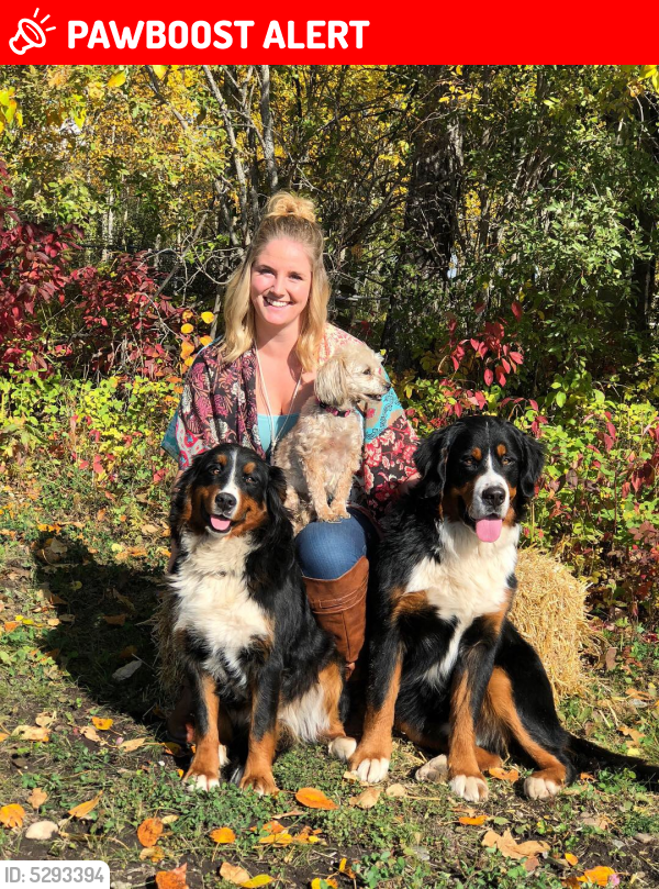 rocky mountain dog breed